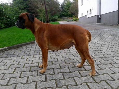 8. Woche, B-Wurf, Bauchumfang betrug am 53. Tag mittlerweile 83 cm, © Boxerzwinger von Nuwenstad