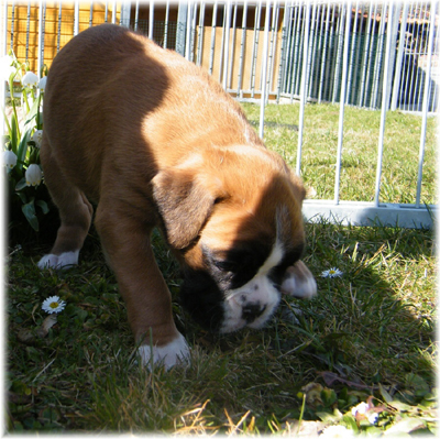 © Boxerzwinger von Nuwenstad © Boxerzwinger von Nuwenstad