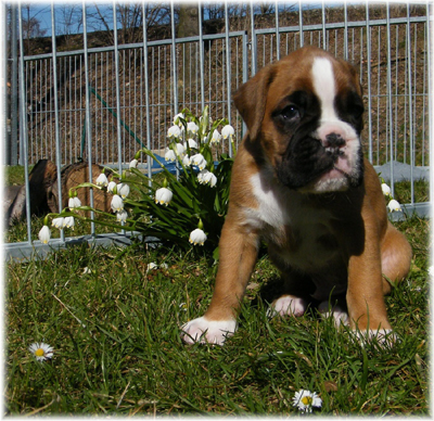 © Boxerzwinger von Nuwenstad © Boxerzwinger von Nuwenstad