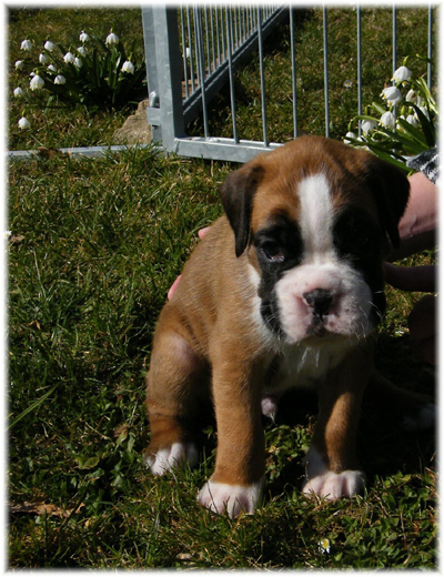 © Boxerzwinger von Nuwenstad © Boxerzwinger von Nuwenstad