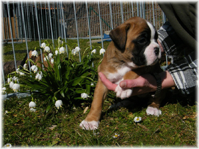 © Boxerzwinger von Nuwenstad © Boxerzwinger von Nuwenstad