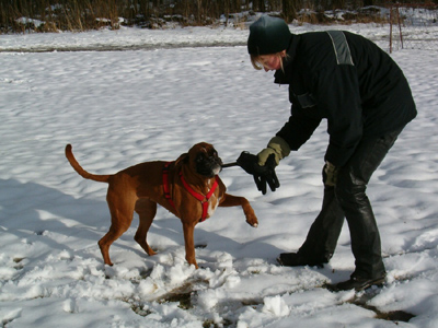 Zerrspiele mit dem Handschuh waren Daphnes grte Winterfreude - und unser Verschlei an Handschuhen enorm., © Boxerzwinger von Nuwenstad