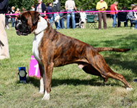 Odin von der Burg Singidunum, © working-dog.eu