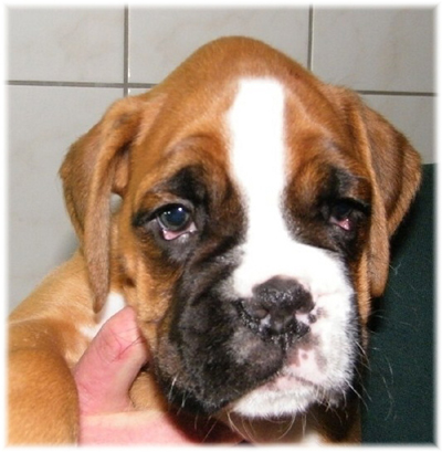 © Boxerzwinger von Nuwenstad © Boxerzwinger von Nuwenstad