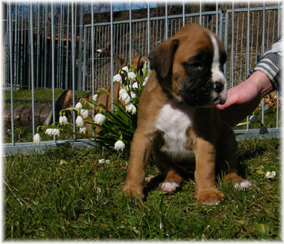 © Boxerzwinger von Nuwenstad © Boxerzwinger von Nuwenstad
