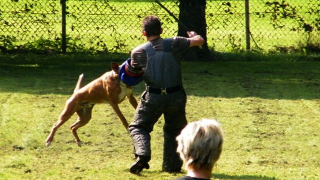 © Boxerzwinger von Nuwenstad © Boxerzwinger von Nuwenstad