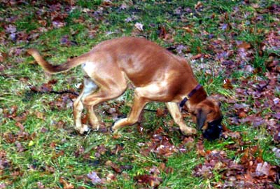 Velvet, Die Fhrtenprfung, © Boxerzwinger von Nuwenstad