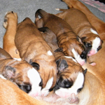 25.02.2013 - 1. Geburtstag der A`s, © Boxerzwinger von Nuwenstad