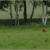 DSCF5567